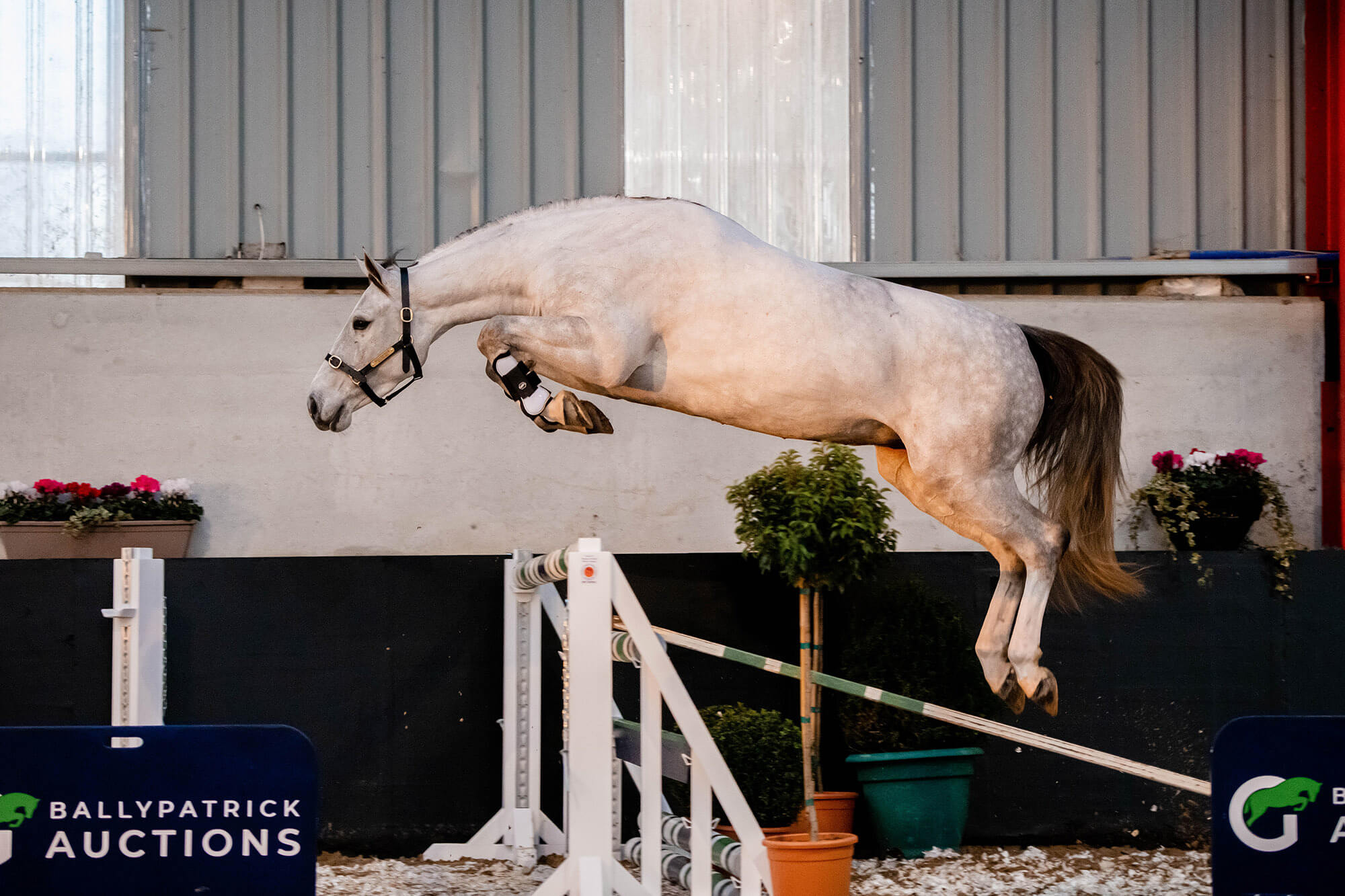 LOT 11 – BP Miss Delight
