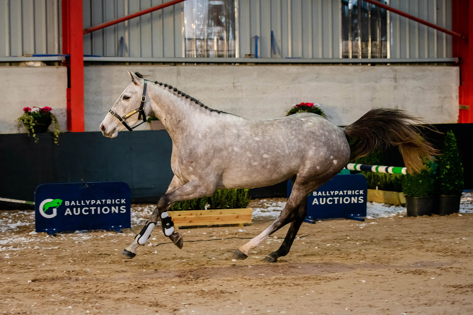 LOT 12 – BP Lucky Clover
