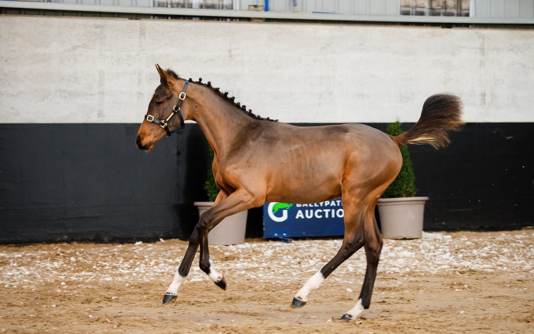 LOT 06 – BP Mr. Heartbreaker