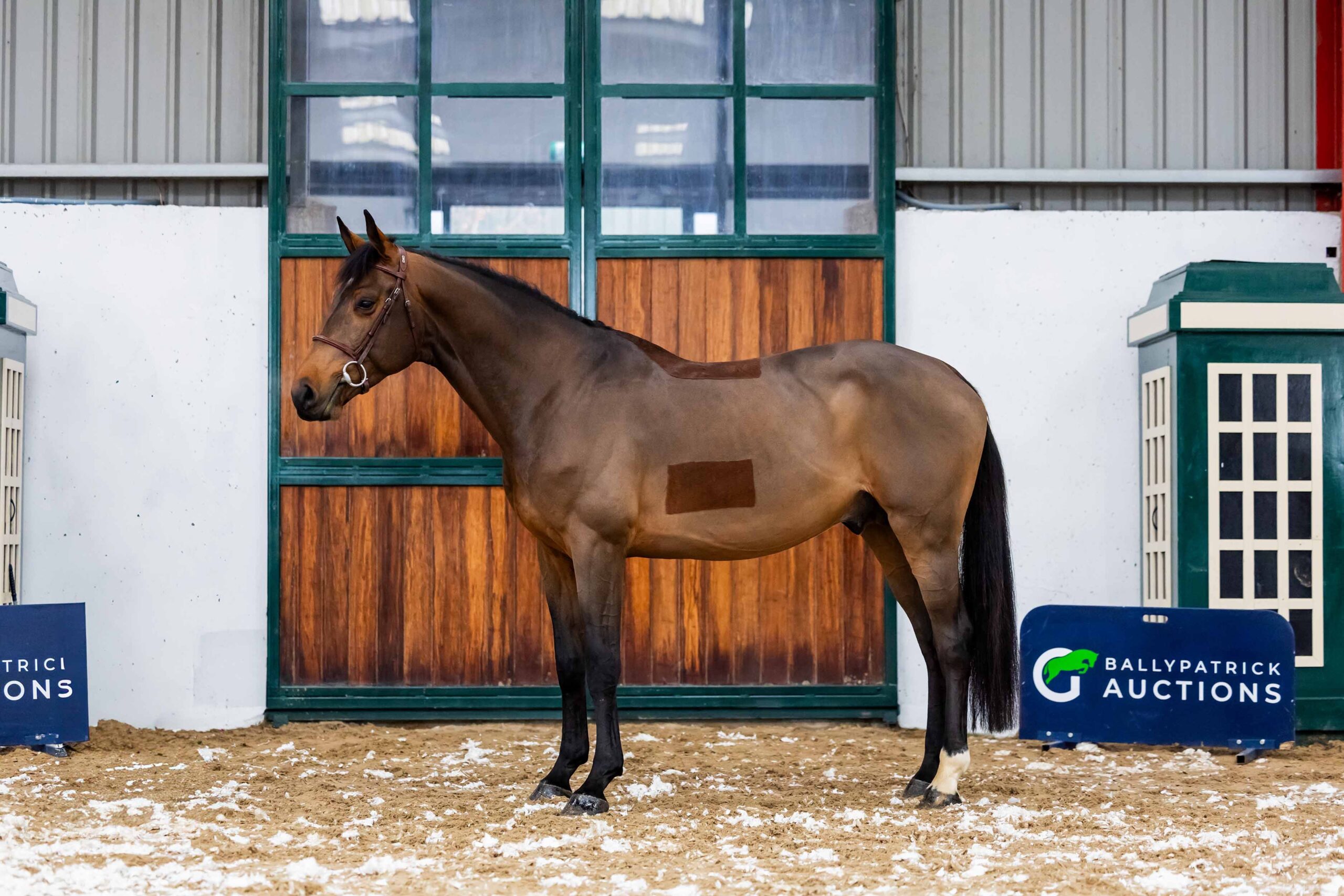 LOT 11 – Cupido Van De Bosakkerhoeve Z