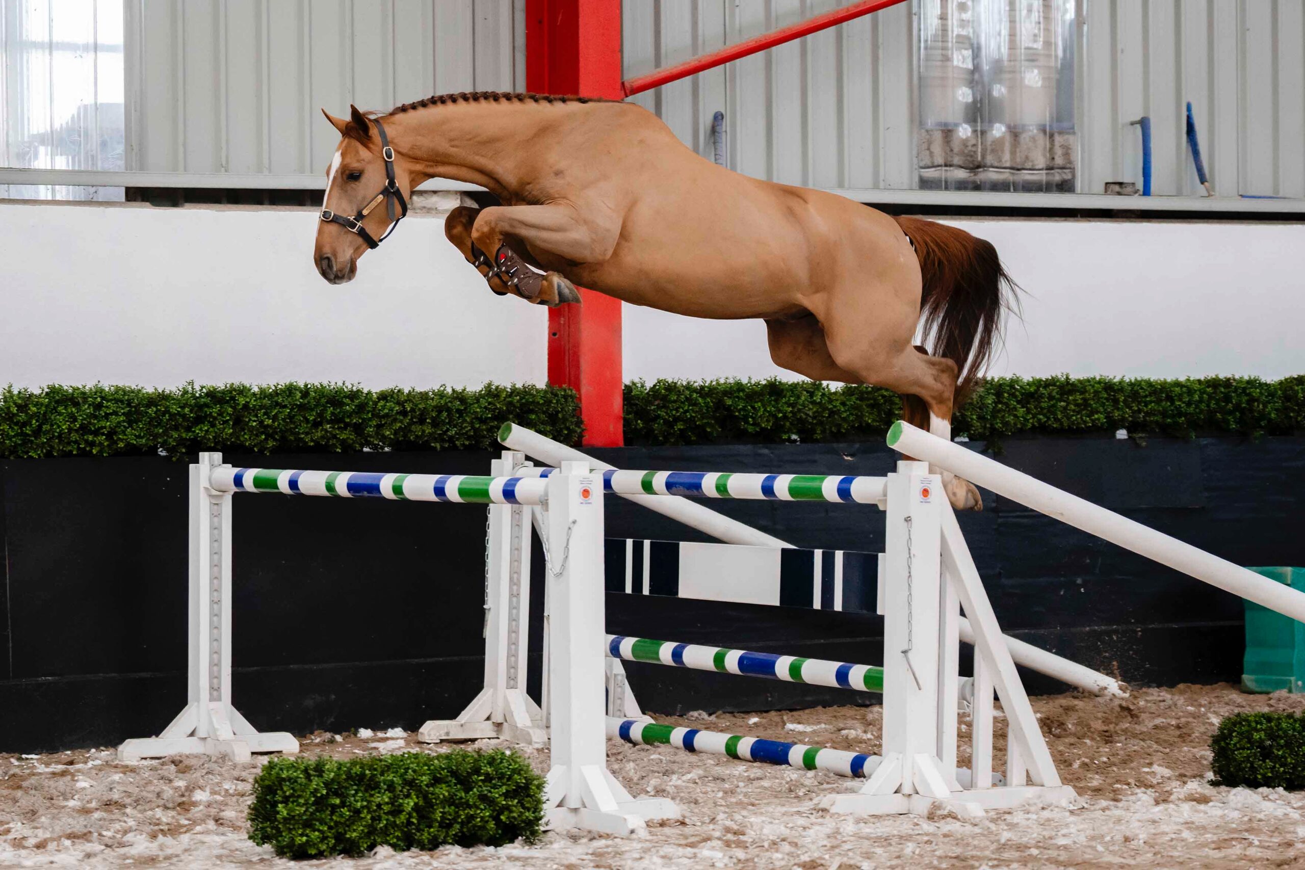 LOT 15 – BP Maganix