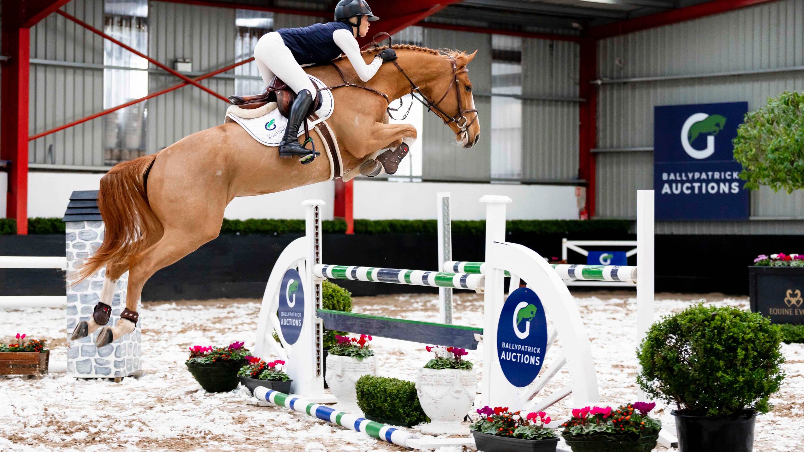 LOT 10 – Ti Amore Van De Doornhaag