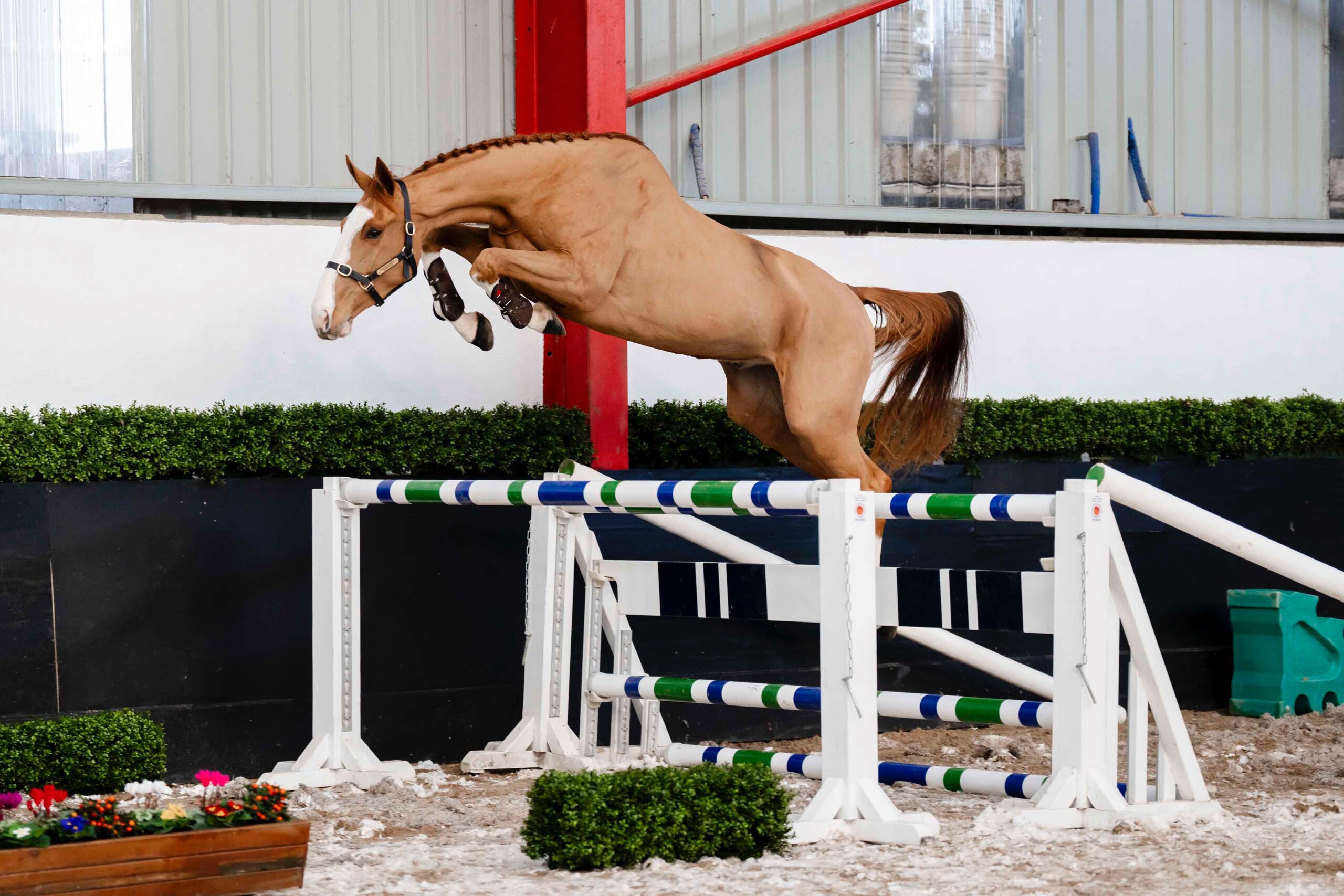 LOT 16 – BP Exquisite